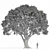 Stone Oak Tree Model 2014 3D model small image 1