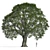 Stone Oak Tree 3D Model 3D model small image 1