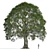 Stone Oak Tree 3D Model 3D model small image 2