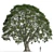 Stone Oak Tree 3D Model 3D model small image 3