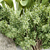 Outdoor Plants Collection Vol.233 3D model small image 2