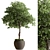 Outdoor Oak Tree Plant 567 3D model small image 1