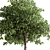 Outdoor Oak Tree Plant 567 3D model small image 2