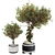 Compact Indoor Fruit Tree 218 3D model small image 1