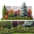 Collection of Large Plants: Thuja, Cypress, Blue Spruce 3D model small image 1