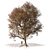 Autumn Tree with Fallen Leaves 3D model small image 1