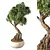 Chic Bonsai Indoor Plant 3D model small image 1