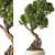 Chic Bonsai Indoor Plant 3D model small image 2