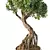 Chic Bonsai Indoor Plant 3D model small image 3