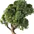 Chic Bonsai Indoor Plant 3D model small image 4