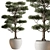 Evergreen Tree in Pot 3D model small image 1