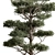 Evergreen Tree in Pot 3D model small image 2