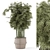 Bamboo Indoor Plants in Wicker Pots 3D model small image 1