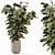 Ficus Indoor Plants Wicker Pots 3D model small image 1