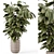 Ficus Indoor Plants Wicker Pots 3D model small image 2