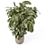 Ficus Indoor Plants Wicker Pots 3D model small image 3