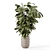 Ficus Indoor Plants Wicker Pots 3D model small image 4