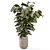 Ficus Indoor Plants Wicker Pots 3D model small image 5