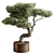 Bonsai Beauty: Indoor Plant Elegance 3D model small image 1