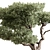 Bonsai Beauty: Indoor Plant Elegance 3D model small image 2
