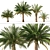 Variety Sago Palm Tree Collection 3D model small image 1