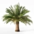 Variety Sago Palm Tree Collection 3D model small image 2