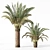 Variety Sago Palm Tree Collection 3D model small image 8