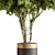 Indoor Tree in Pot Display 3D model small image 3