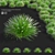 Compact Decorative Ornamental Grasses 3D model small image 1