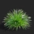 Compact Decorative Ornamental Grasses 3D model small image 6