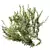 Dwarf Olive Bush 3D Models 3D model small image 2