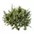 Dwarf Olive Bush 3D Models 3D model small image 3