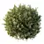 Dwarf Olive Topiary Hedge Bush 3D model small image 3