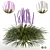 Liriope Muscari 3D Flower Model 3D model small image 1