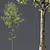 Alnus Glutinosa 3D Model Set 3D model small image 2
