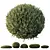 Dwarf Olive Topiary Shrub Model 3D model small image 1