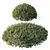 Dwarf Olive Topiary Shrub Model 3D model small image 3