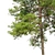 Scots Pine Tree Model 3D 3D model small image 2