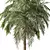 Tropical Palm Tree 3D Model 3D model small image 2