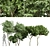 Exotic Tree Models Collection 3D model small image 1