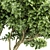 Exotic Tree Models Collection 3D model small image 2