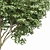 Exotic Tree Models Collection 3D model small image 3