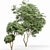 Exotic Tree Models Collection 3D model small image 6