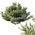 Dwarf Olive Bush 3D Models 3D model small image 2