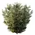 Dwarf Olive Bush 3D Models 3D model small image 3