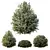 Dwarf Olive Topiary HQ Model 3D model small image 1