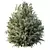 Dwarf Olive Topiary HQ Model 3D model small image 3