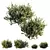 Dwarf Olive Topiary Shrubs 3D 3D model small image 1