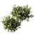Dwarf Olive Topiary Shrubs 3D 3D model small image 2