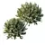 Little Ollie Dwarf Olive Bush 3D model small image 3